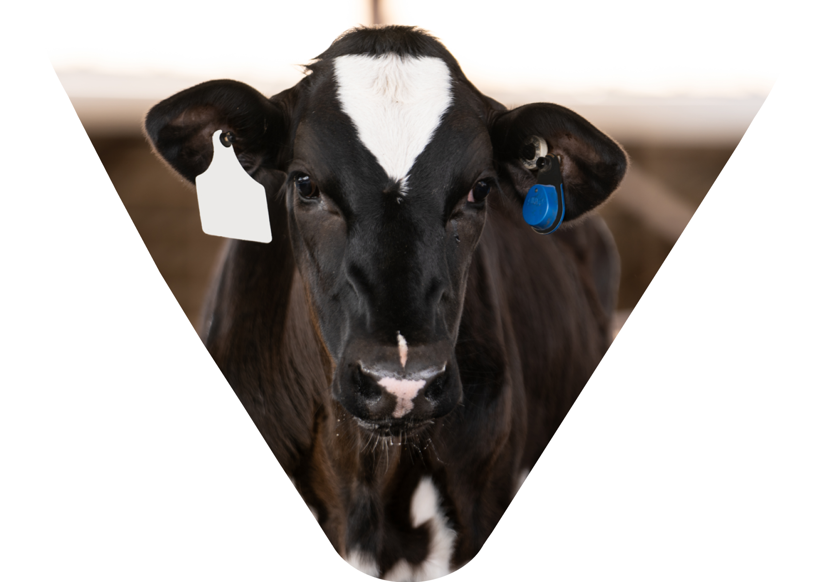 Un ternero blanco y negro con un crotal SenseHub Dairy